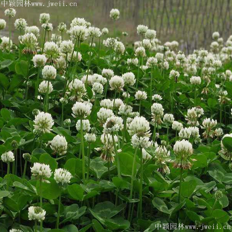 1585287911719219.jpg 白三葉1.jpg