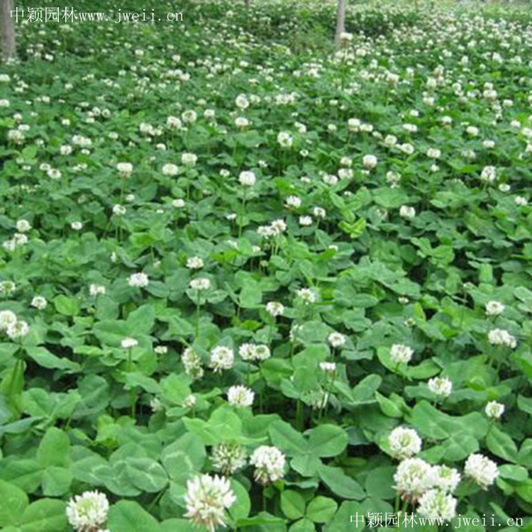 1585287918383075.jpg 白三葉5.jpg