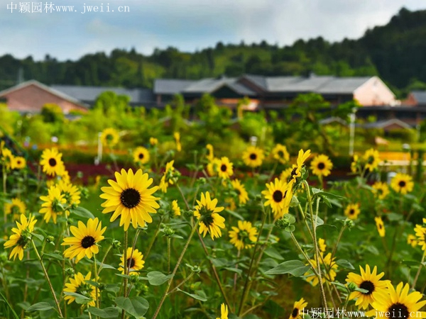 1585450576430405.jpeg 多頭向日葵1.jpeg