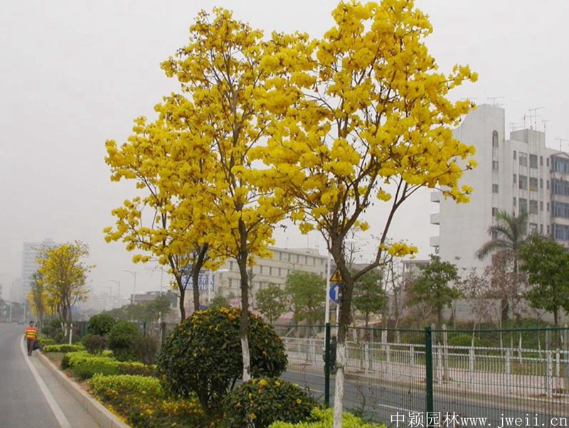 1585804194555540.jpg 風鈴木6_副本_副本.jpg