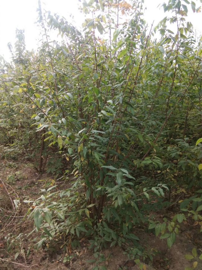 臘梅 (5)的副本.jpg