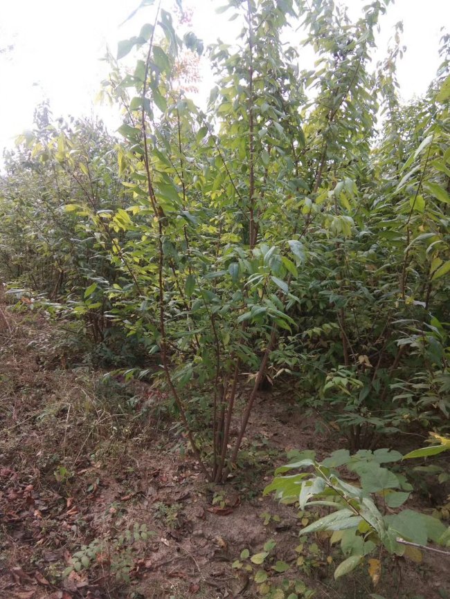 臘梅 (7)的副本.jpg