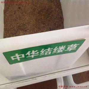 哪里有賣中華結縷草種子？