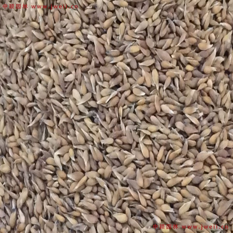 1586423897188377.jpg 10.jpg