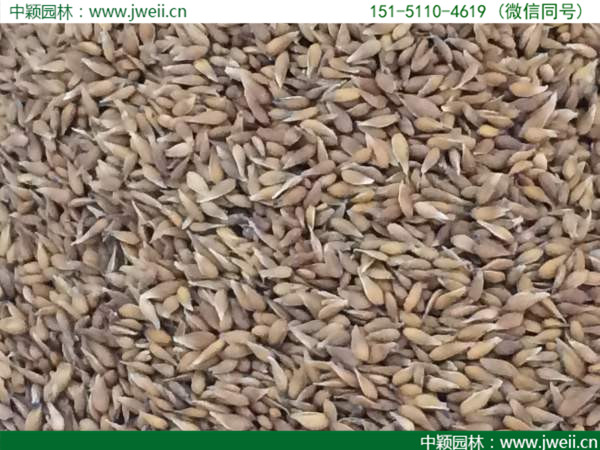 日本結縷草 (3).jpg