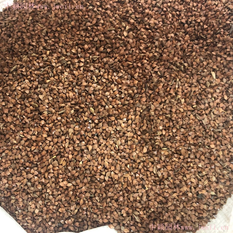 1586523073334388.jpg 魯梅克斯種子1.jpg