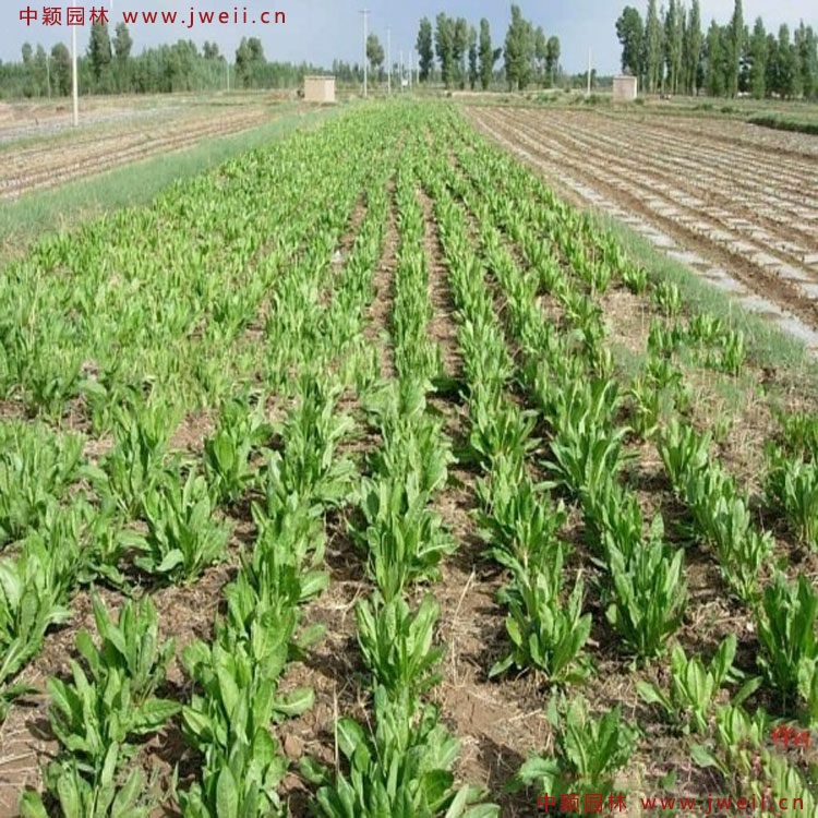 1586523161255642.jpg 5.jpg