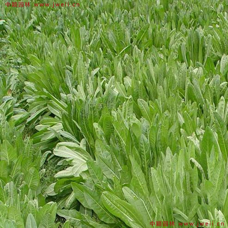 1586523170387174.jpg 3.jpg