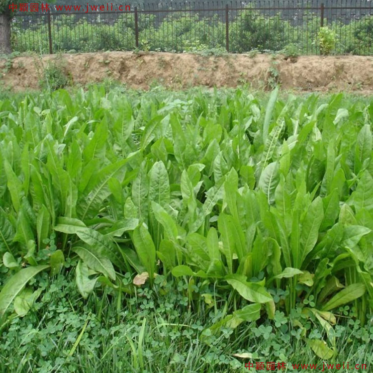 1586523251617225.jpg 8.jpg