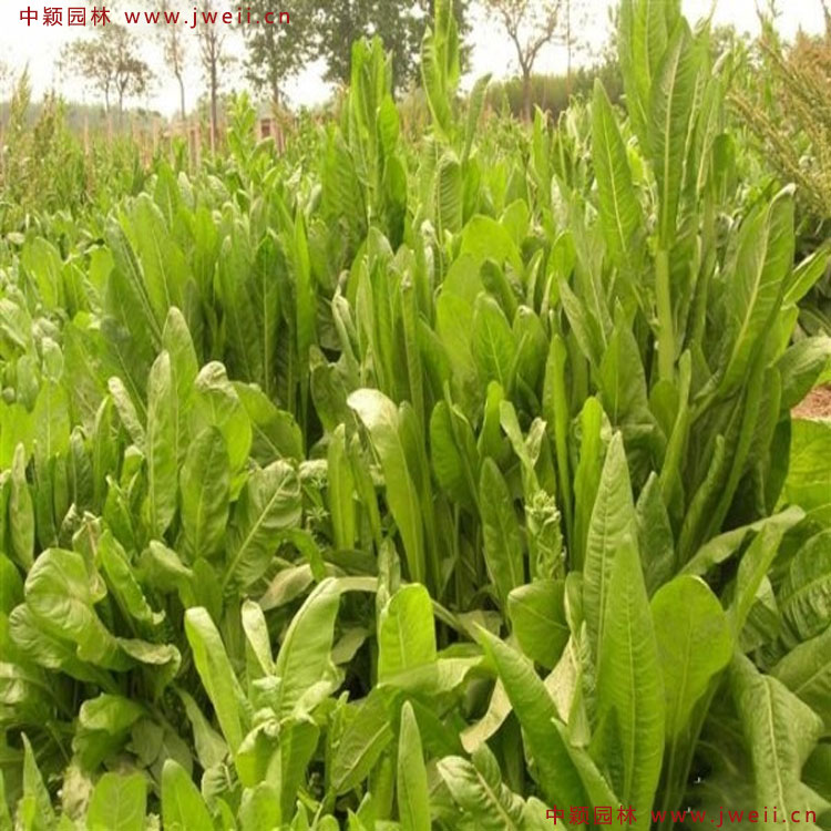 1586523256980333.jpg 7.jpg