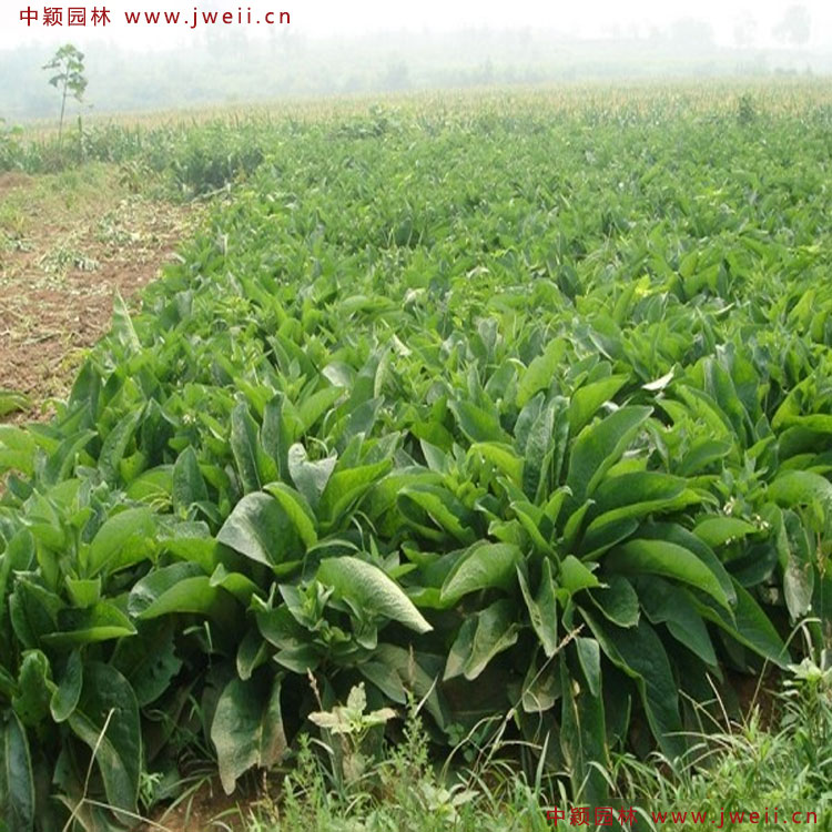 1586523261648246.jpg 6.jpg