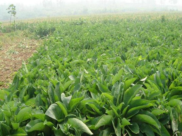 1586531643863308.jpg 魯梅克斯6.jpg