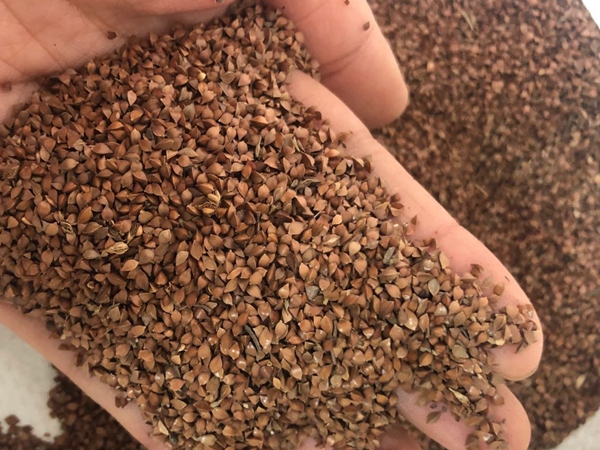 1586532482602397.jpg 魯梅克斯種子.jpg