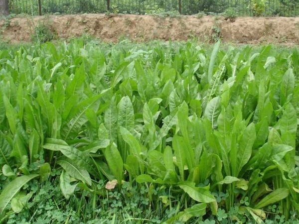 1586533492501487.jpg 魯梅克斯3.jpg