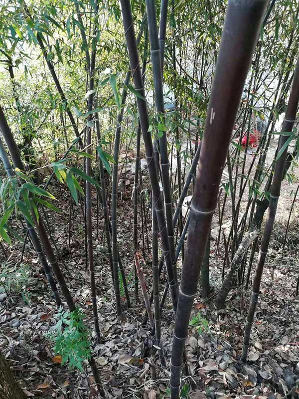 紫竹苗園林植物竹子 紫竹苗園林植物竹子