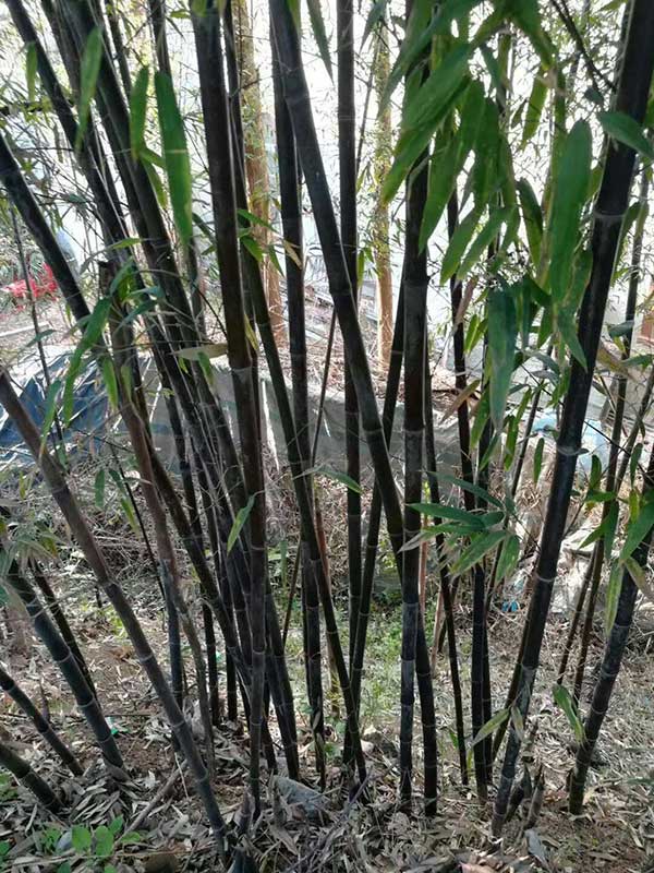 紫竹苗園林植物竹子 紫竹苗園林植物竹子