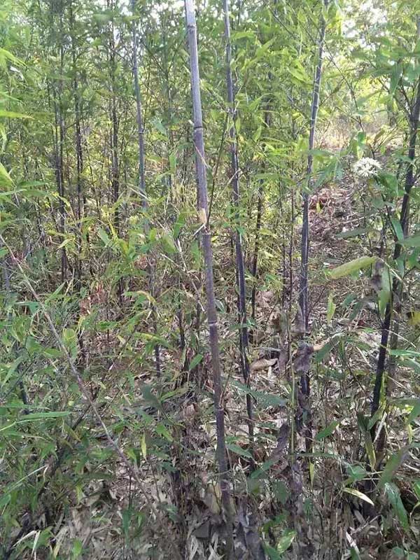 紫竹苗園林植物竹子 紫竹苗園林植物竹子