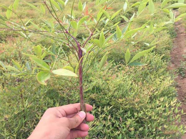 1586873072430317.jpg 藍天竹.jpg