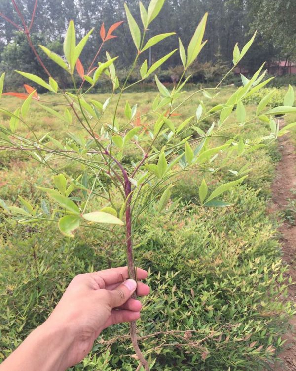 1586873078260572.jpg 藍天竹1.jpg