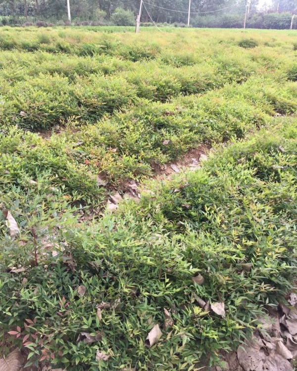 1586873092743113.jpg 藍天竹2.jpg