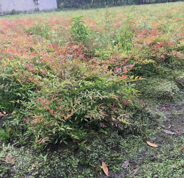 1586873101455196.jpg 藍天竹3.jpg