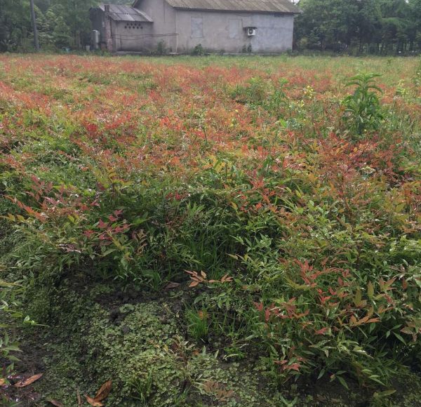 1586873119316040.jpg 藍天竹4.jpg