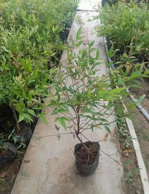 1586873128783412.jpg 藍天竹5.jpg