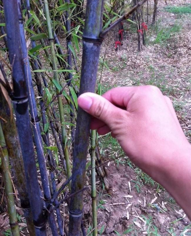 1587911203382347.jpg 紫竹1.jpg