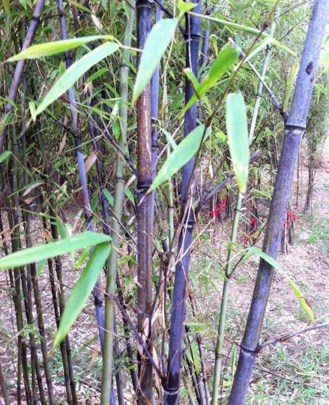 1587911215577020.jpg 紫竹2.jpg