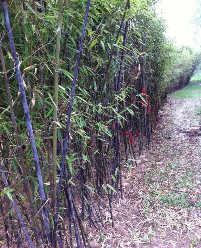 1587911228652751.jpg 紫竹9.jpg