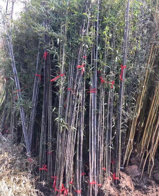 1587911239990435.jpg 紫竹12.jpg