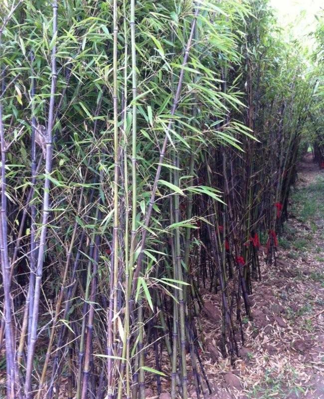 1587911254339276.jpg 紫竹11.jpg