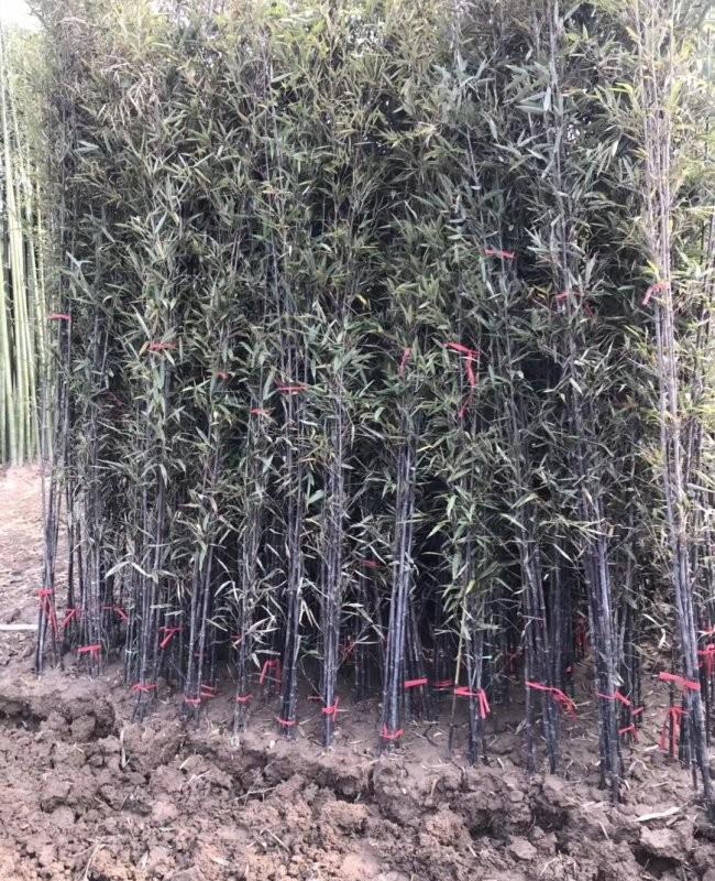 1587911268558025.jpg 紫竹17.jpg