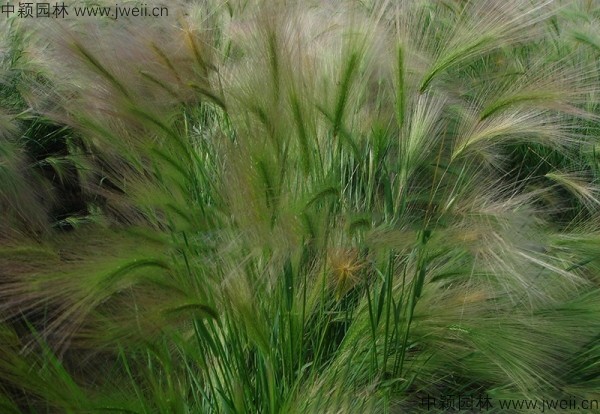 1587913982604615.jpg 狗尾草2.jpg