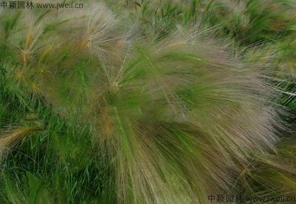 1587913995519565.jpg 狗尾草1.jpg