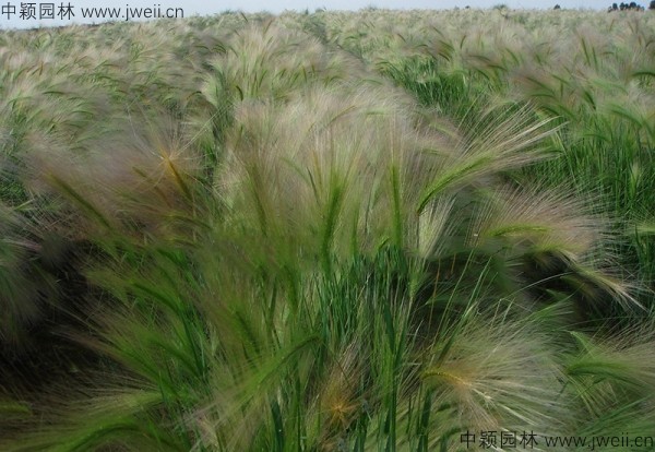 1587913998612546.jpg 狗尾草4.jpg