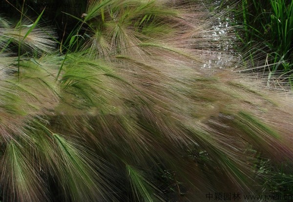 1587914009731973.jpg 狗尾草5.jpg