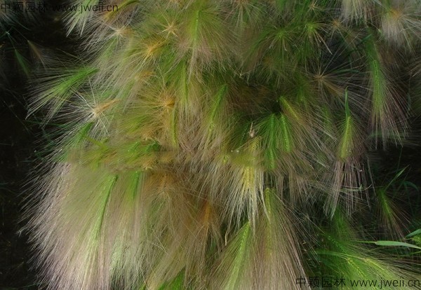 1587914020750570.jpg 狗尾草6.jpg