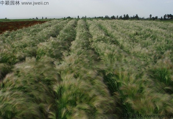 1587914024289622.jpg 狗尾草9.jpg