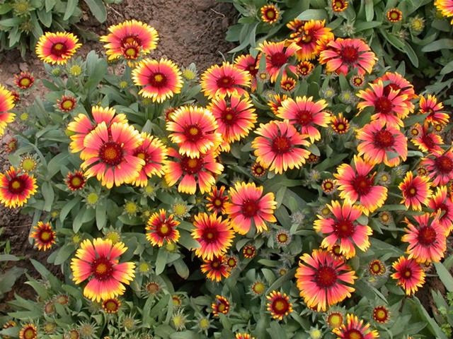 天人菊的栽培和日常管理，5-10月花開不斷