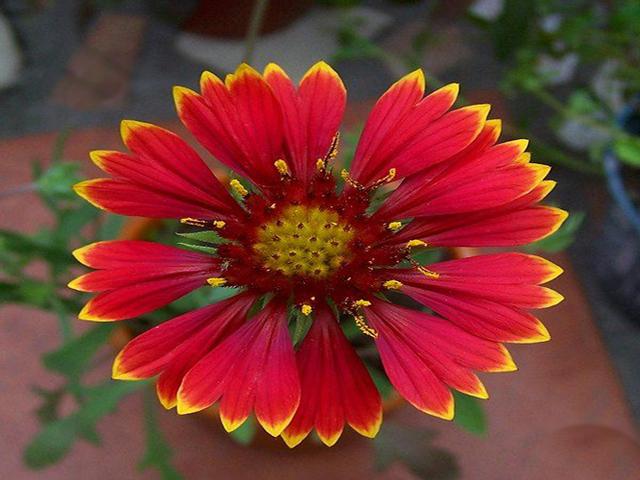 天人菊的栽培和日常管理，5-10月花開不斷