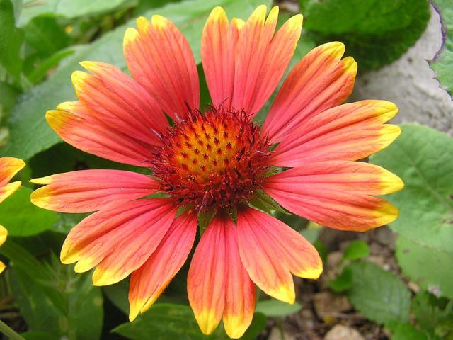 天人菊的栽培和日常管理，5-10月花開不斷