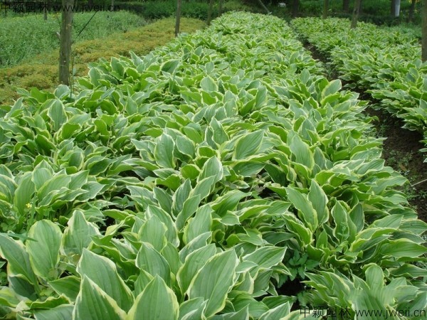 1591413443164529.jpg 護坡工程