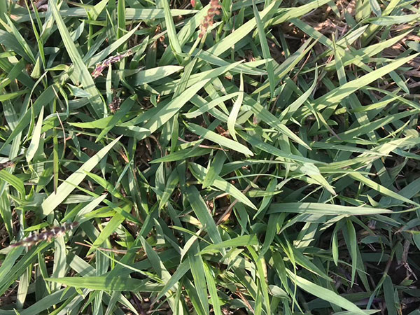 結縷草草坪圖片 結縷草草坪圖片