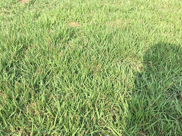 結縷草草坪圖片 結縷草草坪圖片