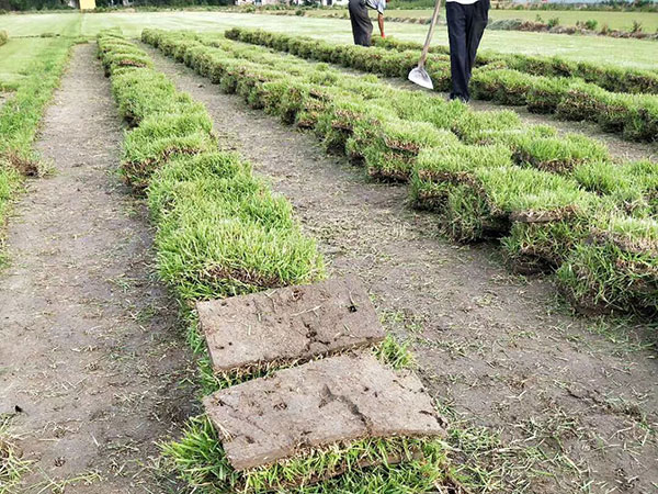結縷草草坪圖片 結縷草草坪圖片
