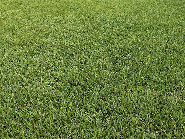 結縷草草坪圖片 結縷草草坪圖片