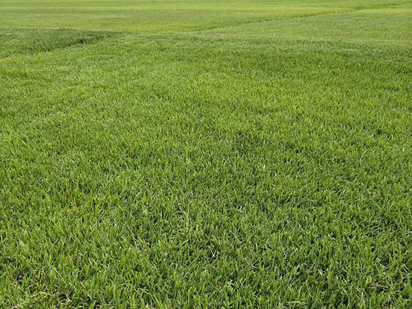 結縷草草坪圖片 結縷草草坪圖片