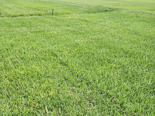 結縷草草坪圖片