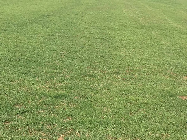 結縷草草坪圖片